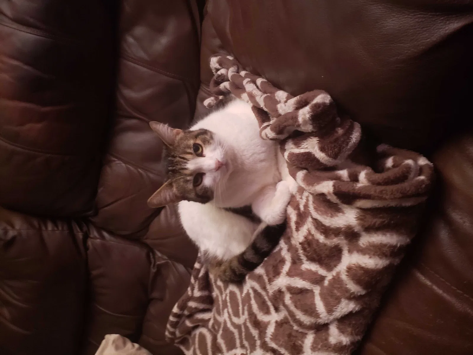 Lost cat in Chula Vista, CA, 91911