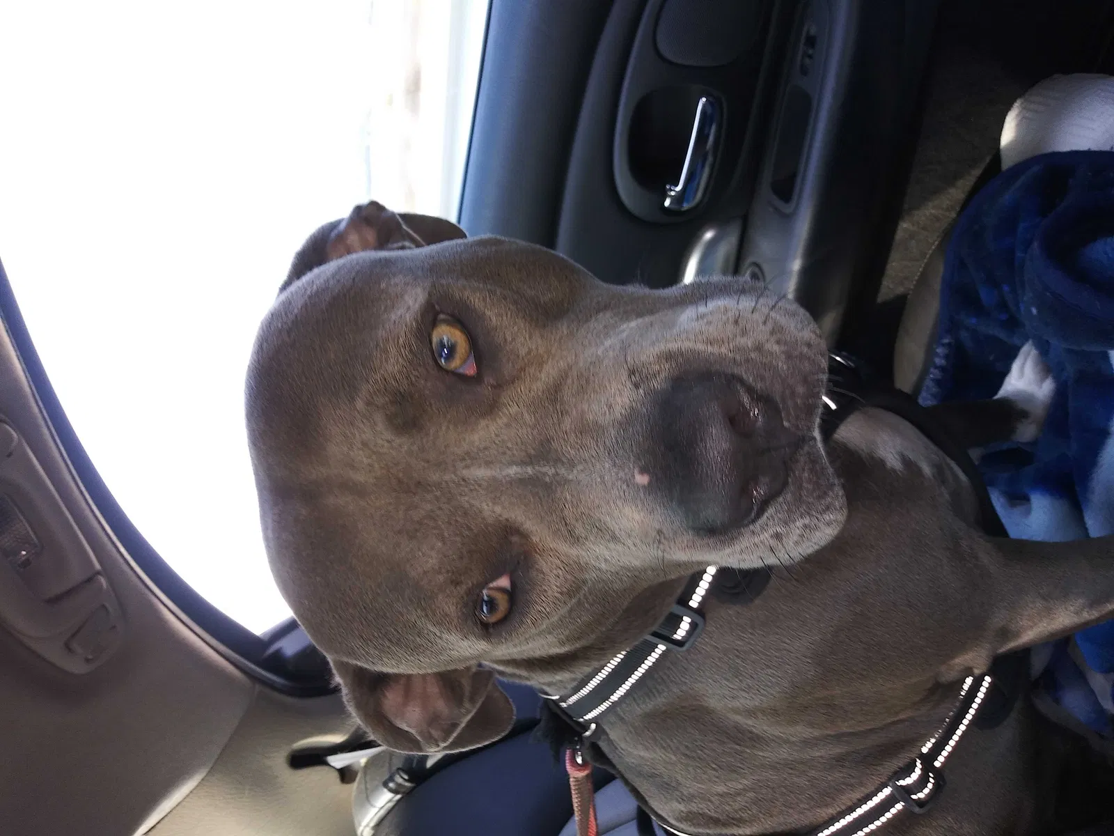 Lost dog in Kennewick, WA, 99337