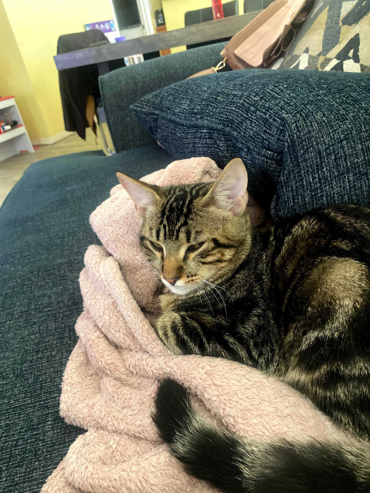 Lost cat in Tacoma, WA, 98404