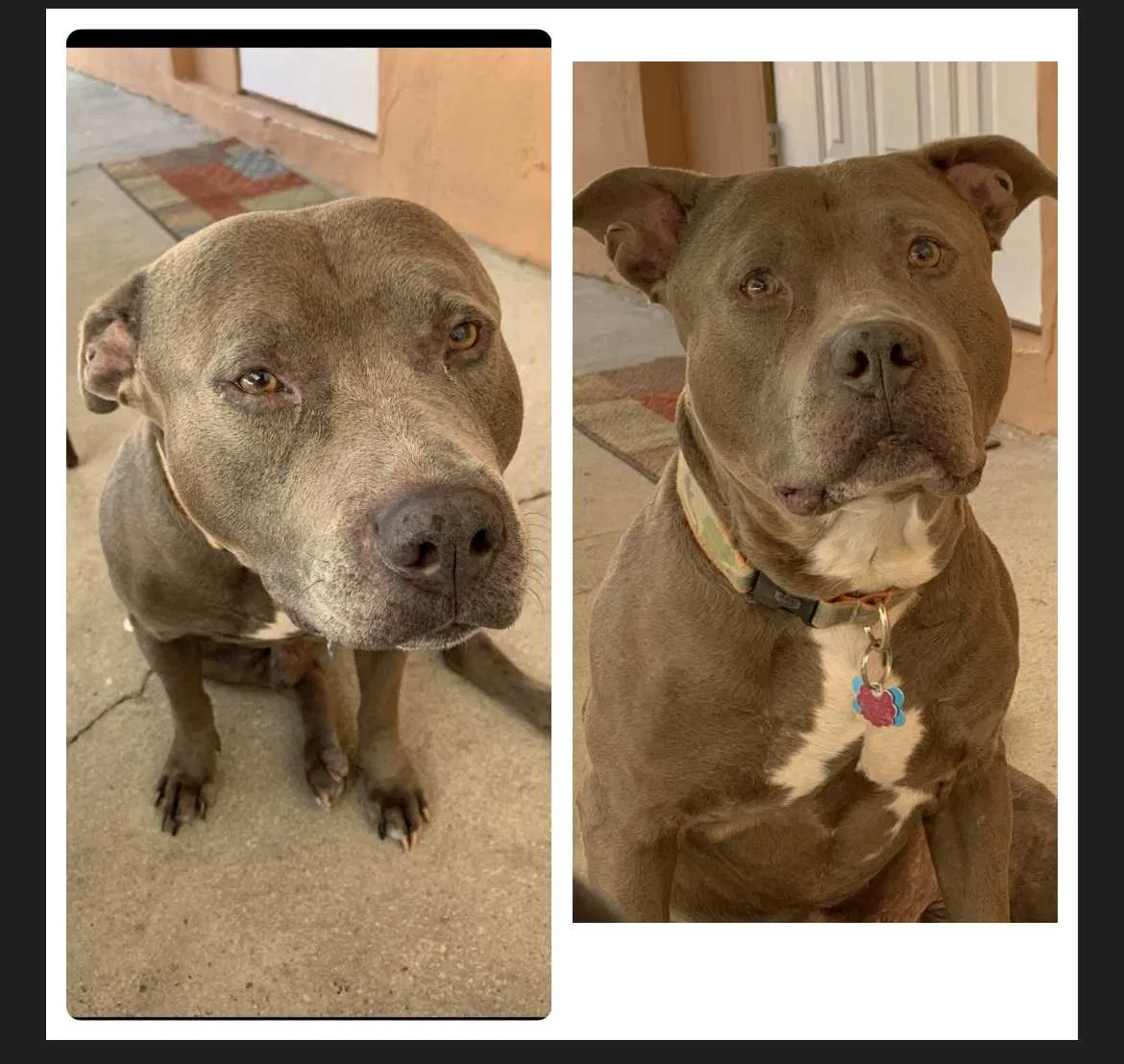 Lost dog in Hialeah, FL, 33010
