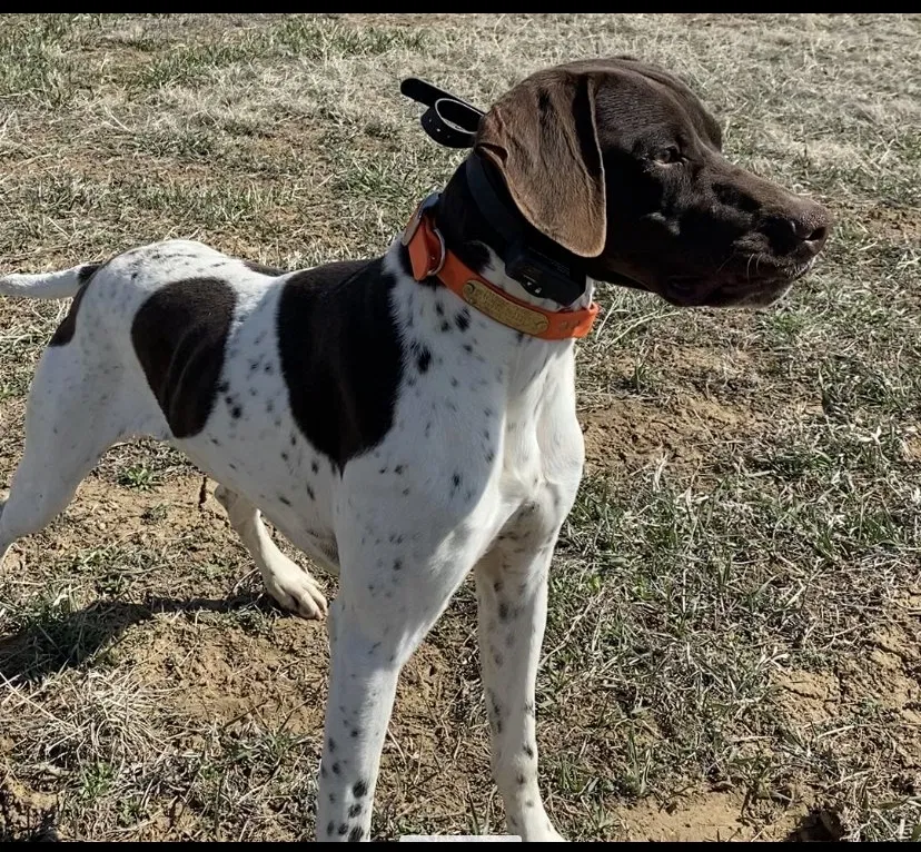 Lost dog in New Braunfels, TX, 78132