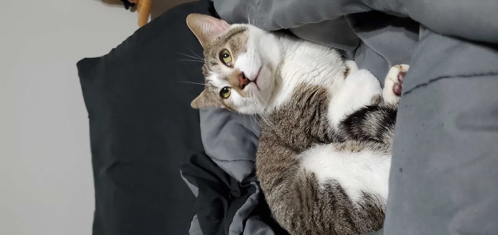 Lost cat in Hinesville, GA, 31313