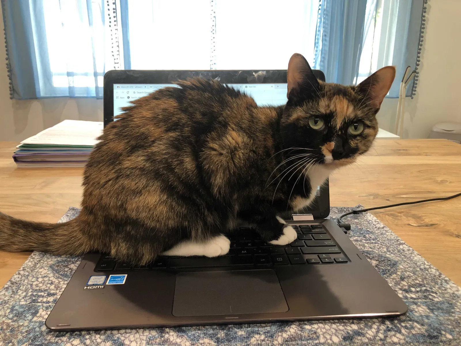 Lost cat in Los Angeles, CA, 90034