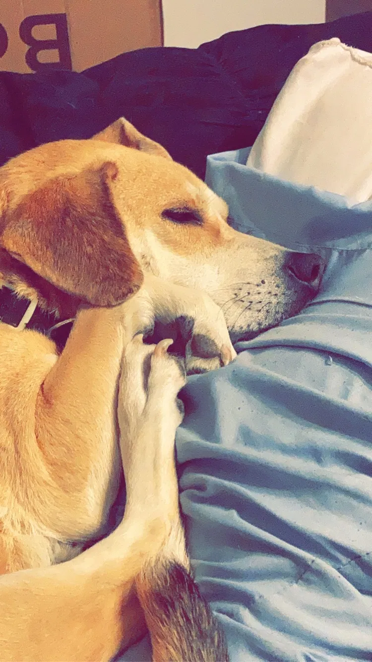 Lost dog in Raeford, NC, 28376