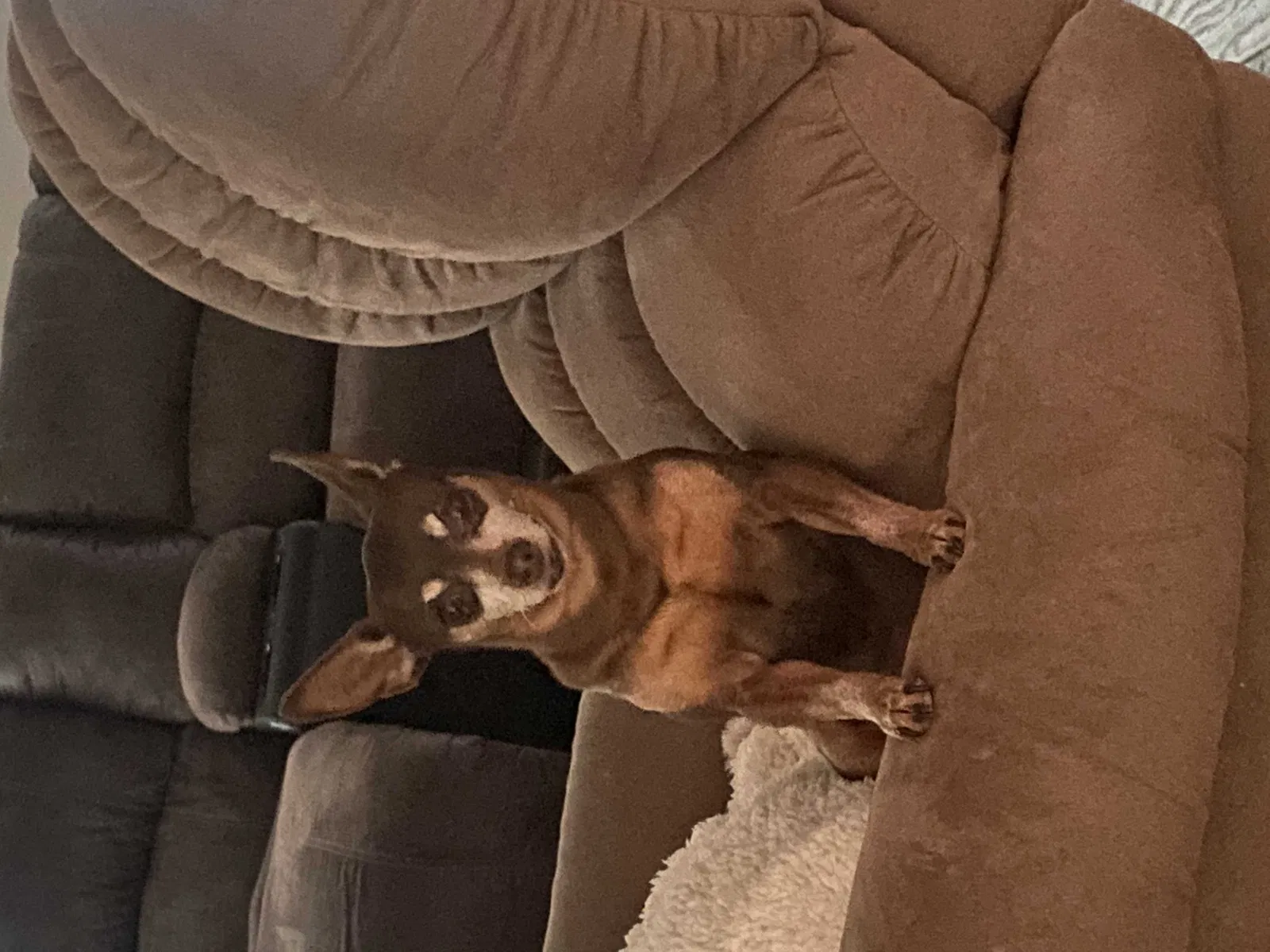 Lost dog in Maricopa, AZ, 85138