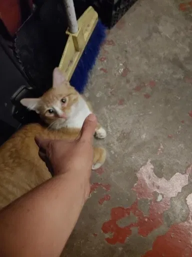 Lost cat in Chicago, IL, 60639