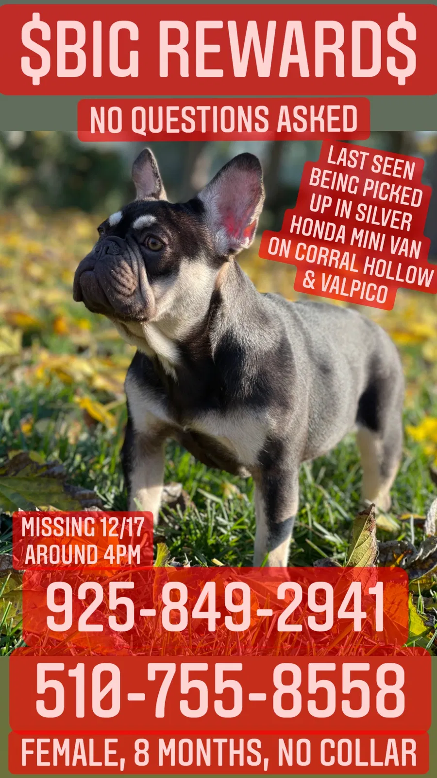 Lost dog in Tracy, CA, 95376