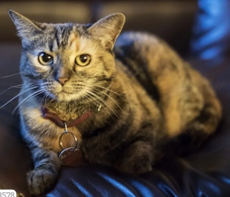 Lost cat in Mesa, AZ, 85205