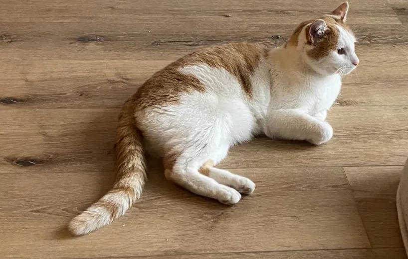 Lost cat in Boise, ID, 83716