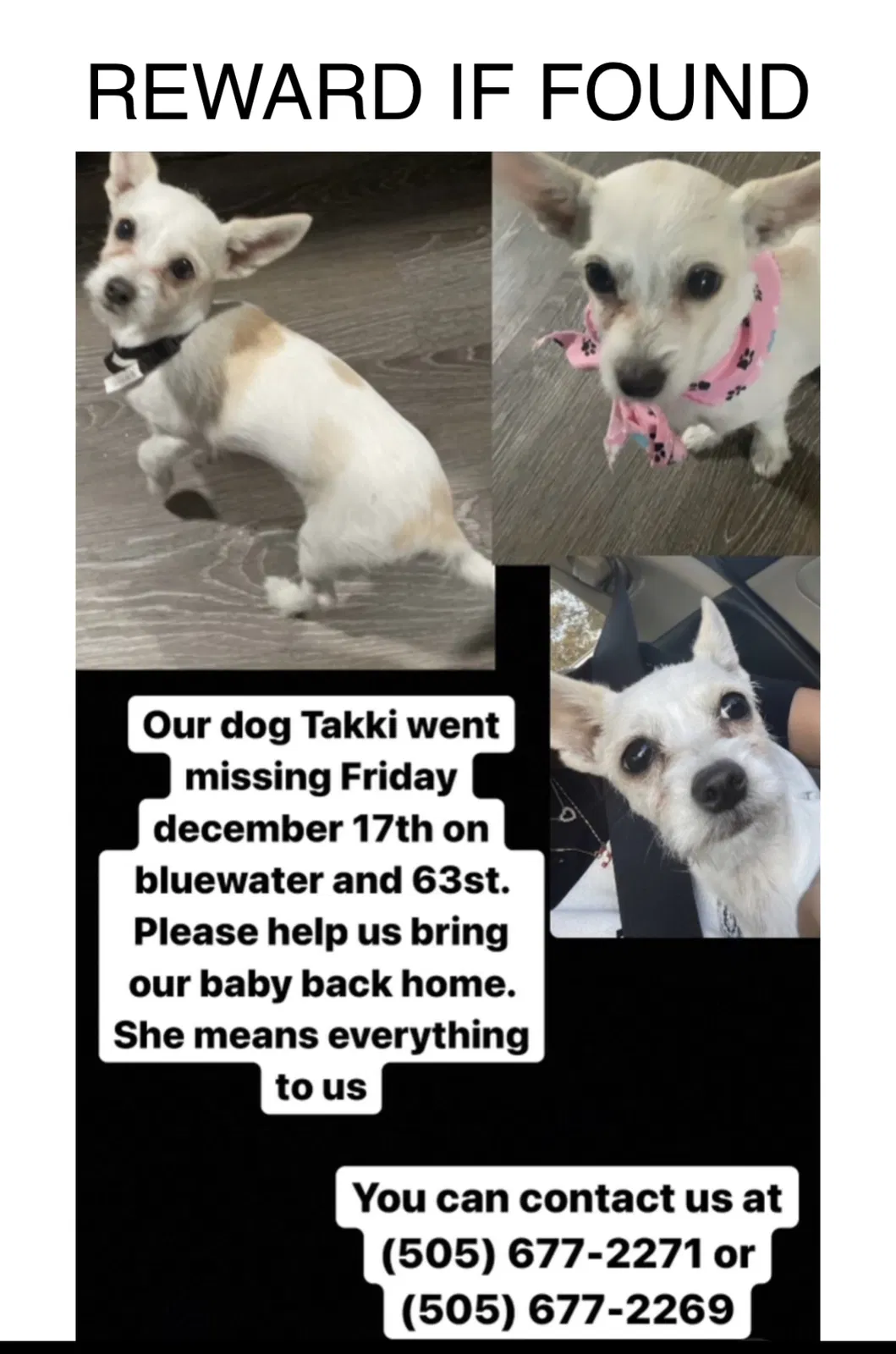 Lost dog in Albuquerque, NM, 87105