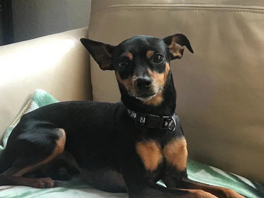 Lost dog in Hialeah, FL, 33018