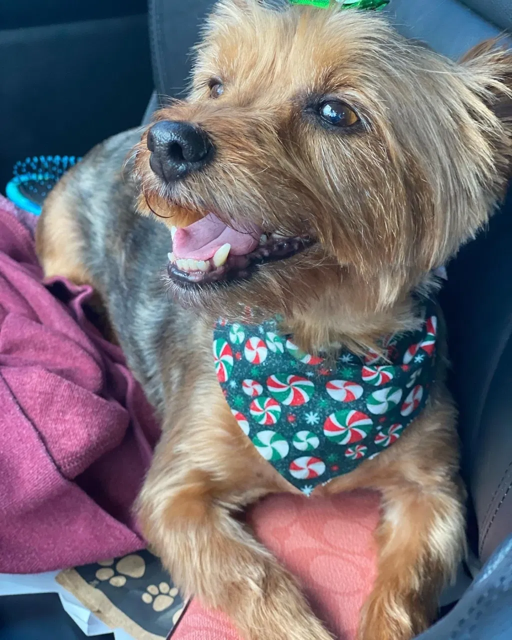 Lost dog in Hialeah, FL, 33012