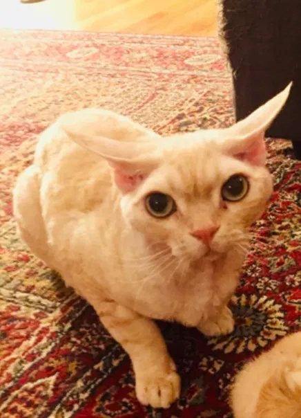 Lost cat in Burke, VA, 22015