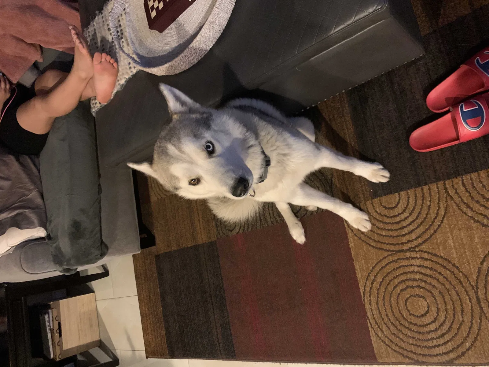 Lost dog in Fontana, CA, 92336