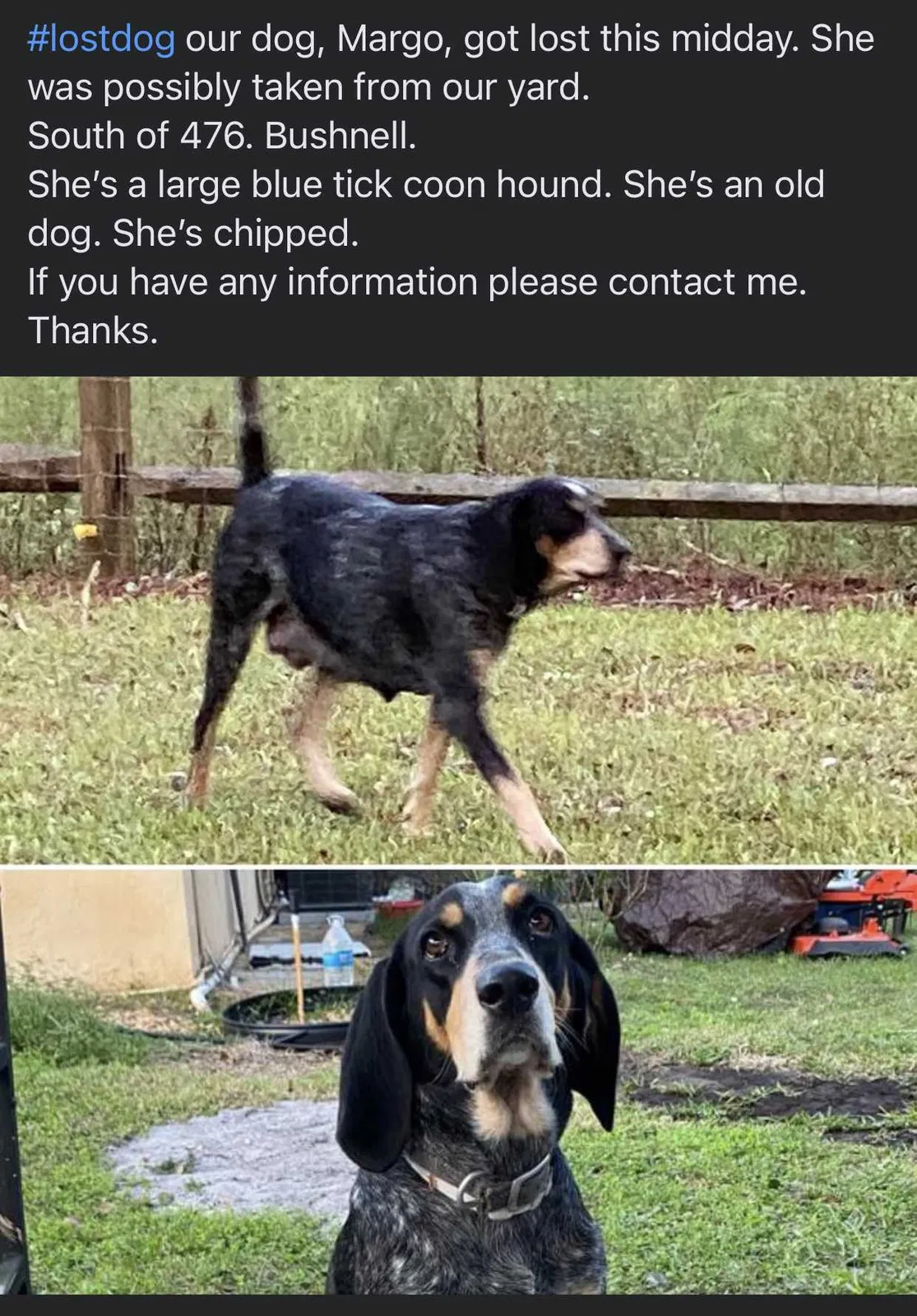 Lost dog in Bushnell, FL, 33513