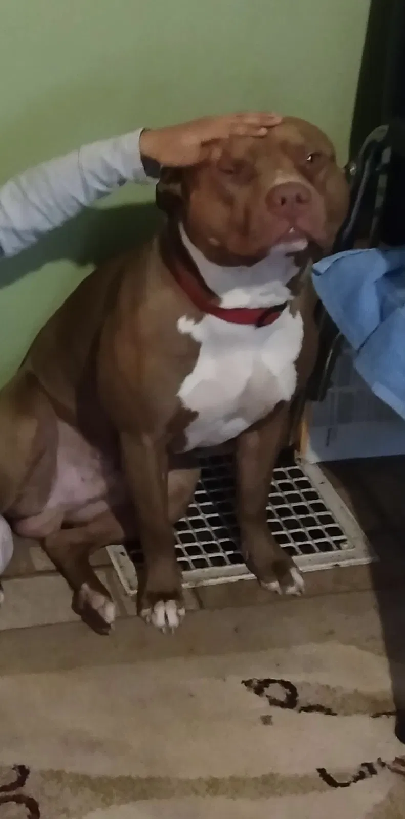 Lost dog in Pittsburgh, PA, 15221
