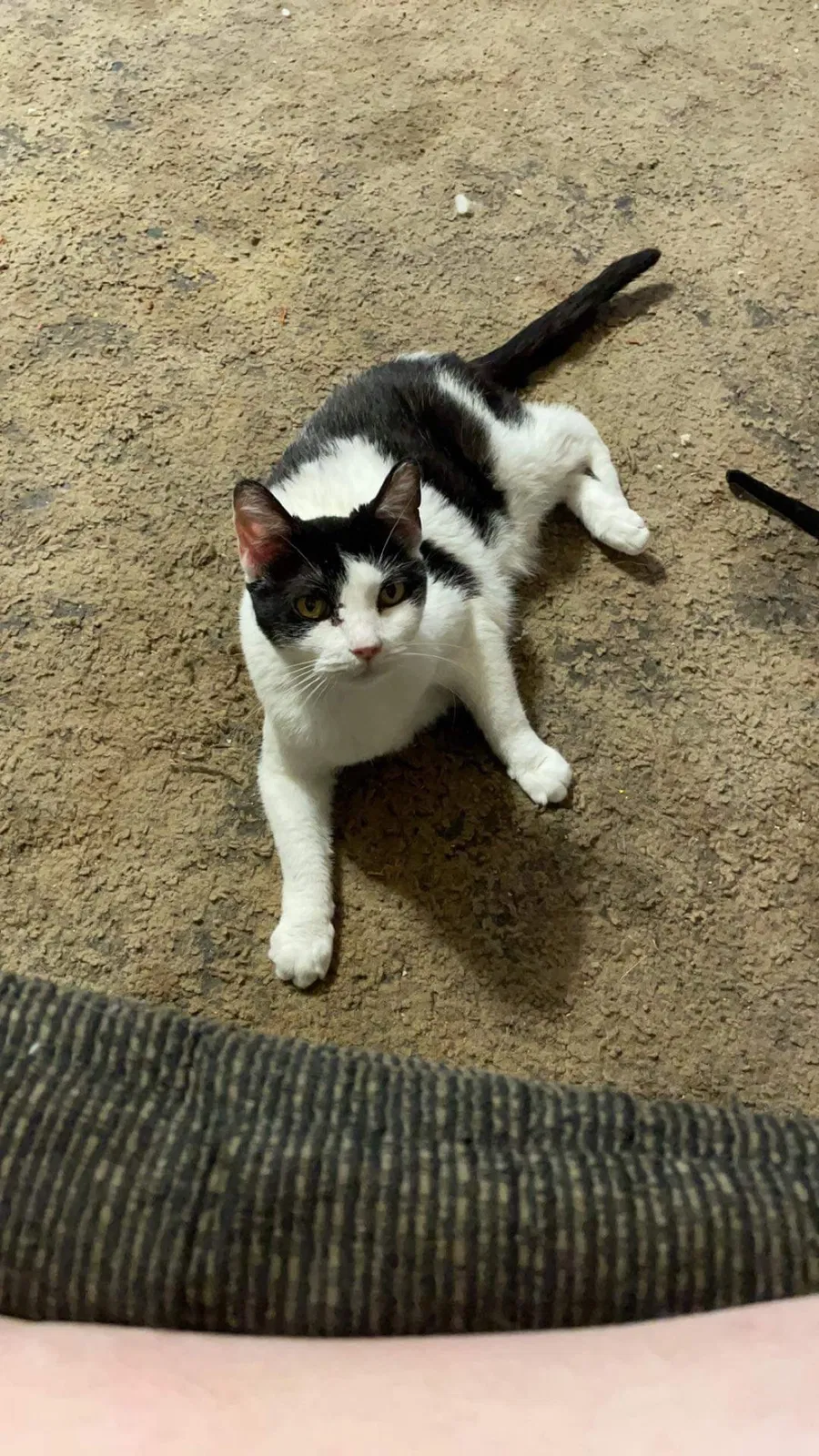 Lost cat in El Dorado, KS, 67042