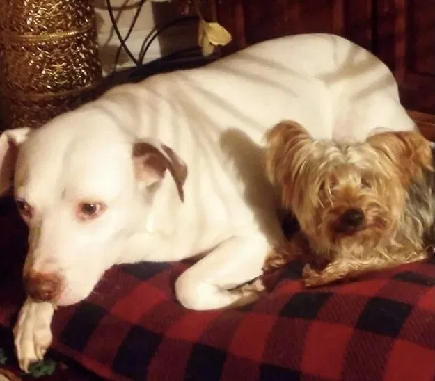 Lost dog in Harleyville, SC, 29448