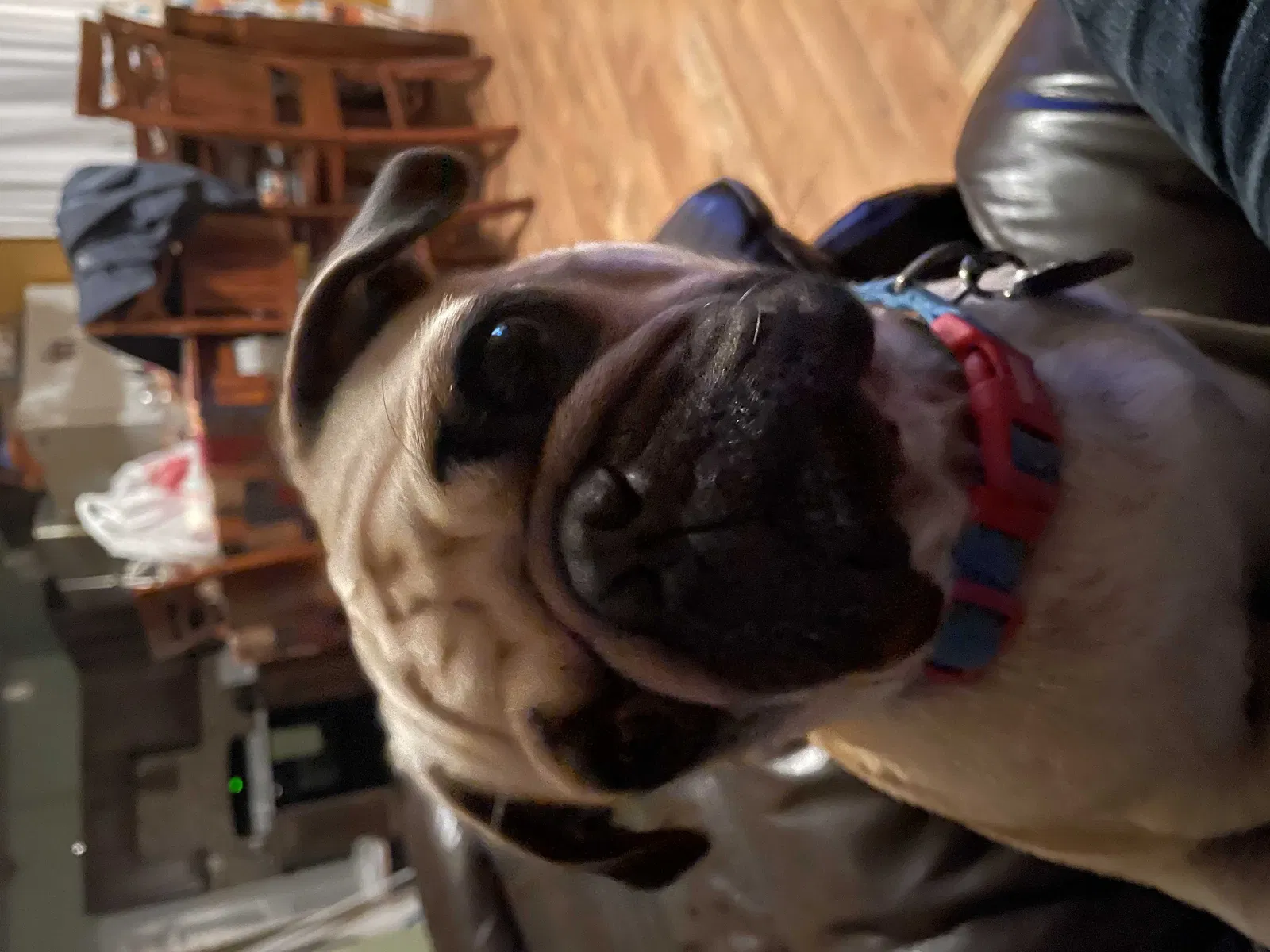 Lost dog in San Antonio, TX, 78203