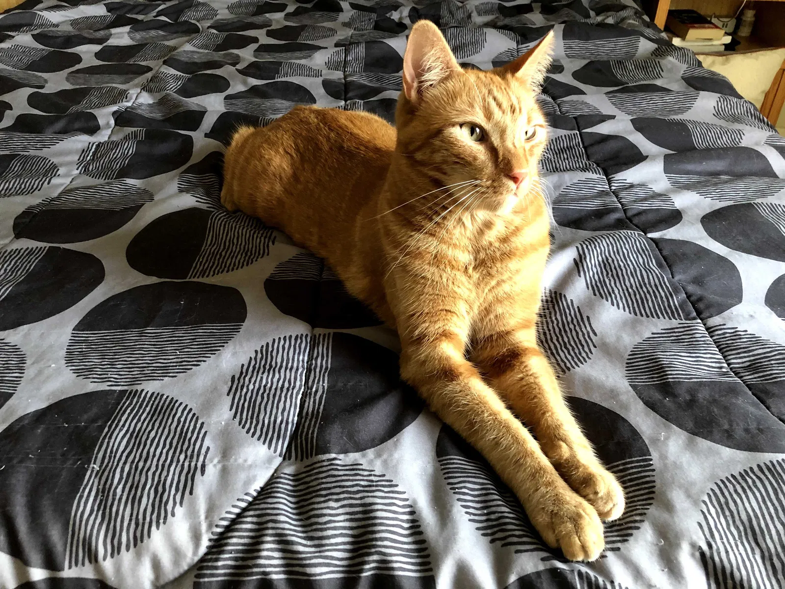 Lost cat in San Diego, CA, 92119