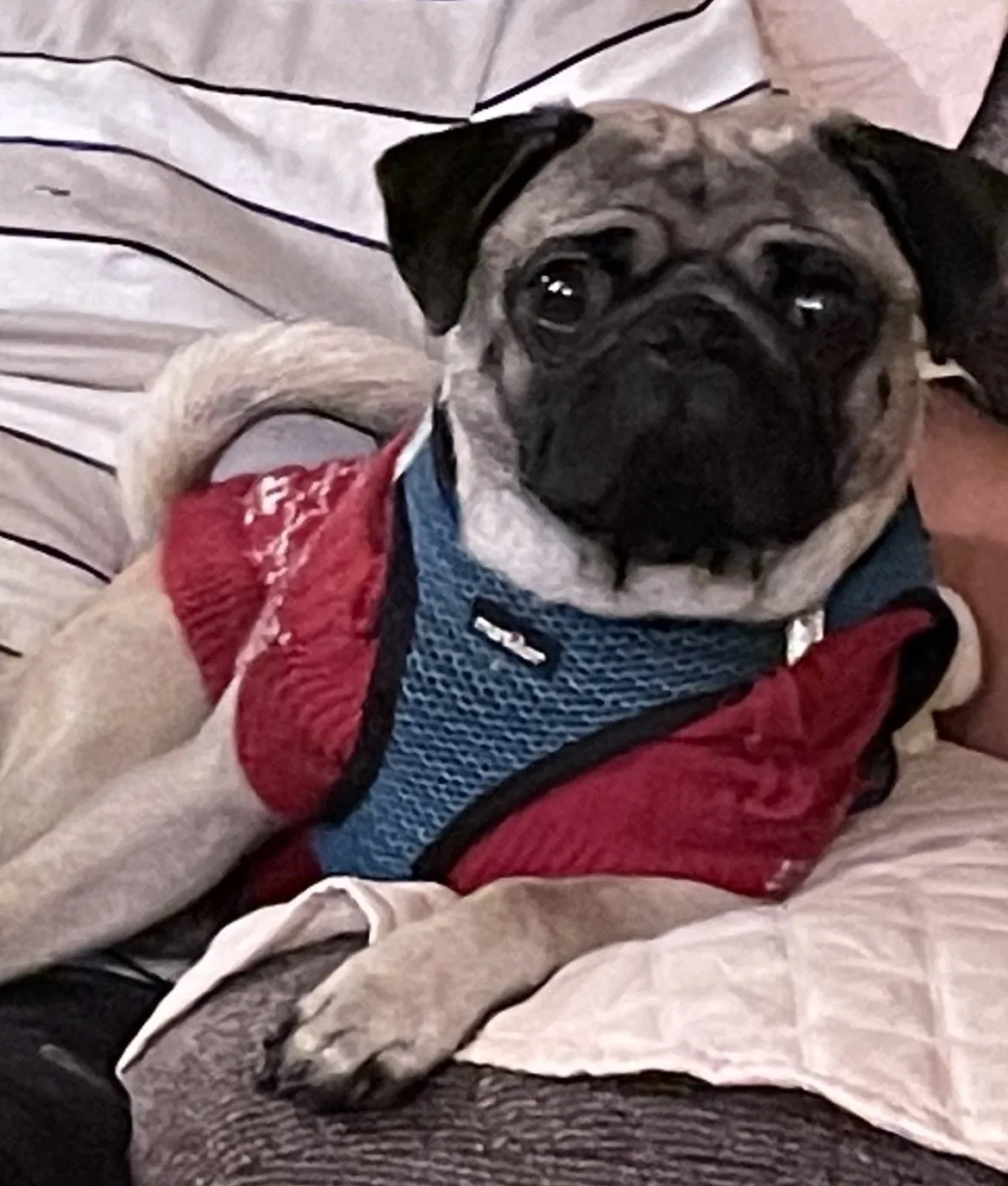 Lost dog in Bakersfield, CA, 93306