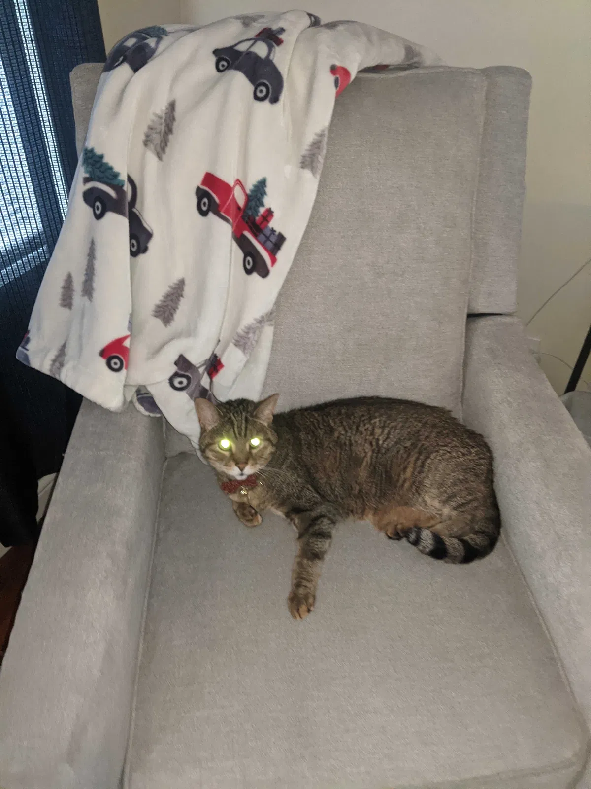 Lost cat in Cincinnati, OH, 45233