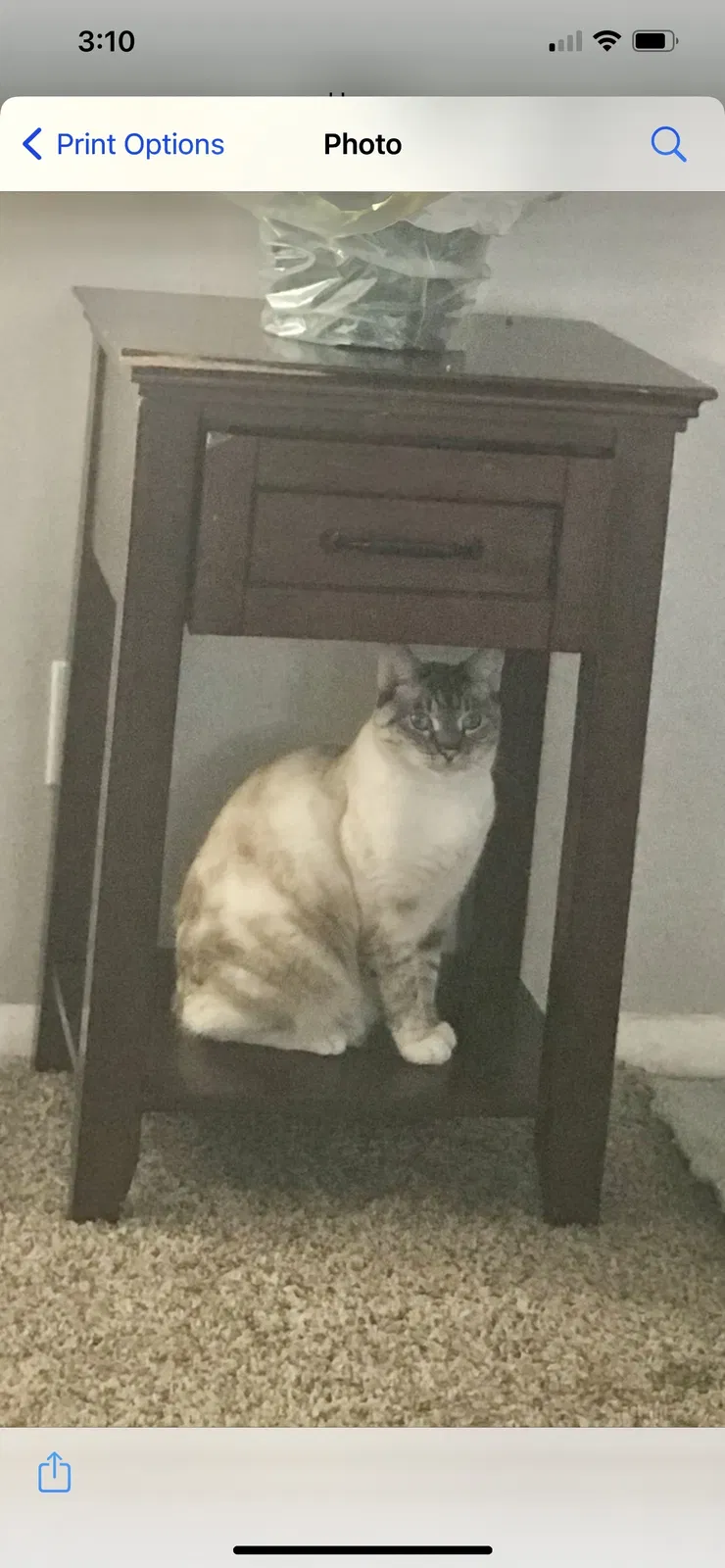 Lost cat in Salt Lake City, UT, 84119