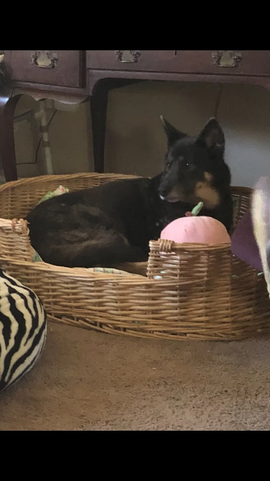 Lost dog in Unknown, NC, 28822