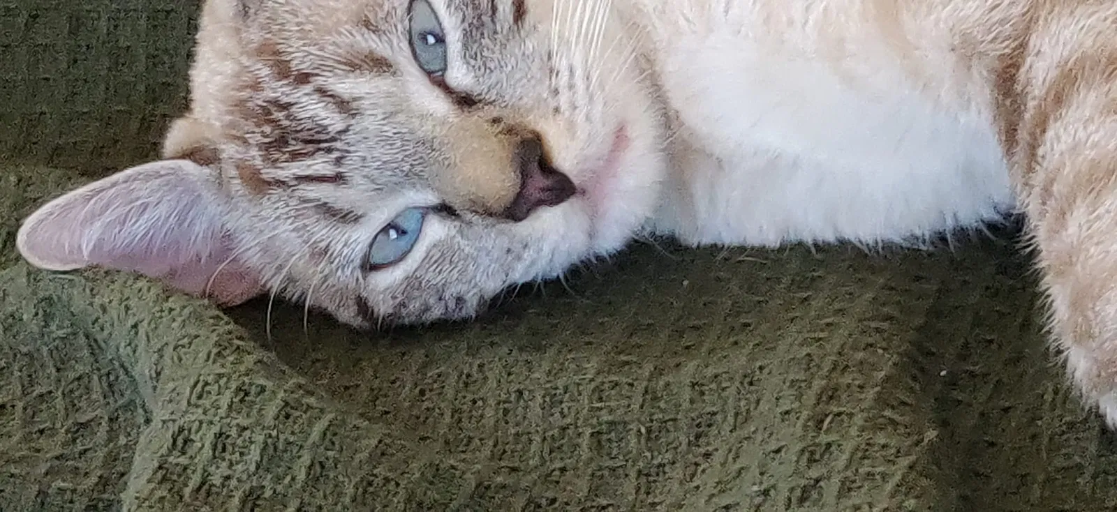 Lost cat in San Marcos, TX, 78666
