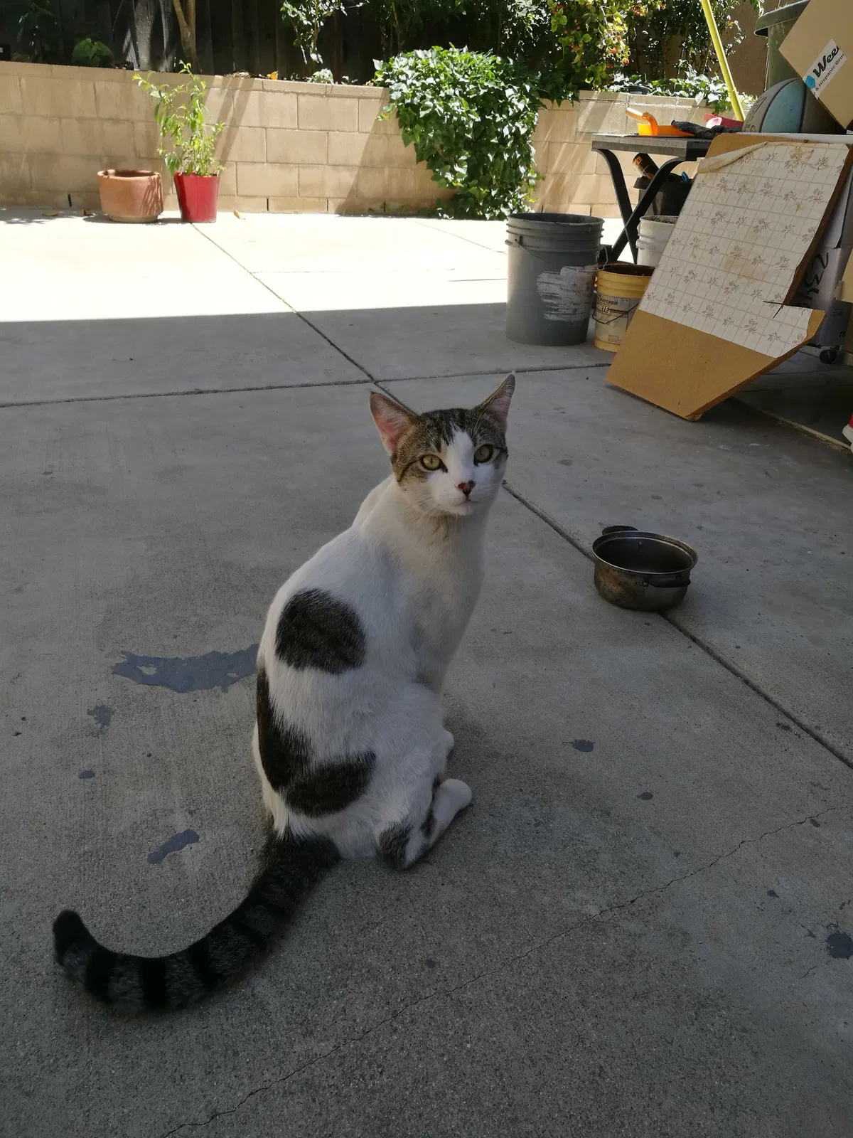 Lost cat in Chino Hills, CA, 91709