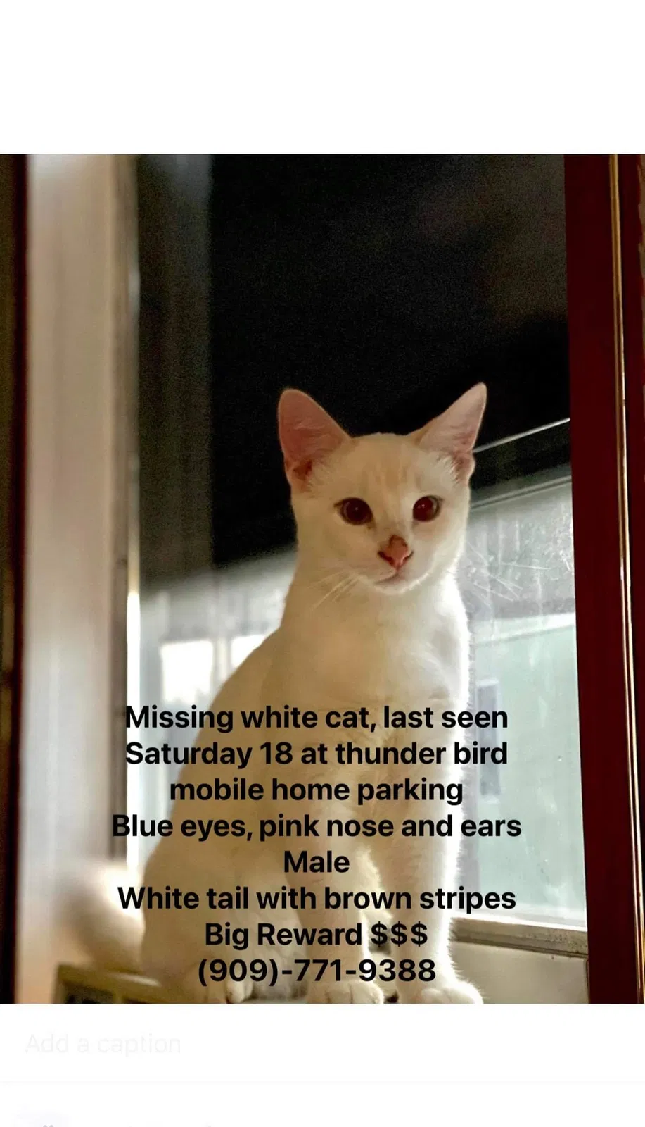 Lost cat in San Bernardino, CA, 92410