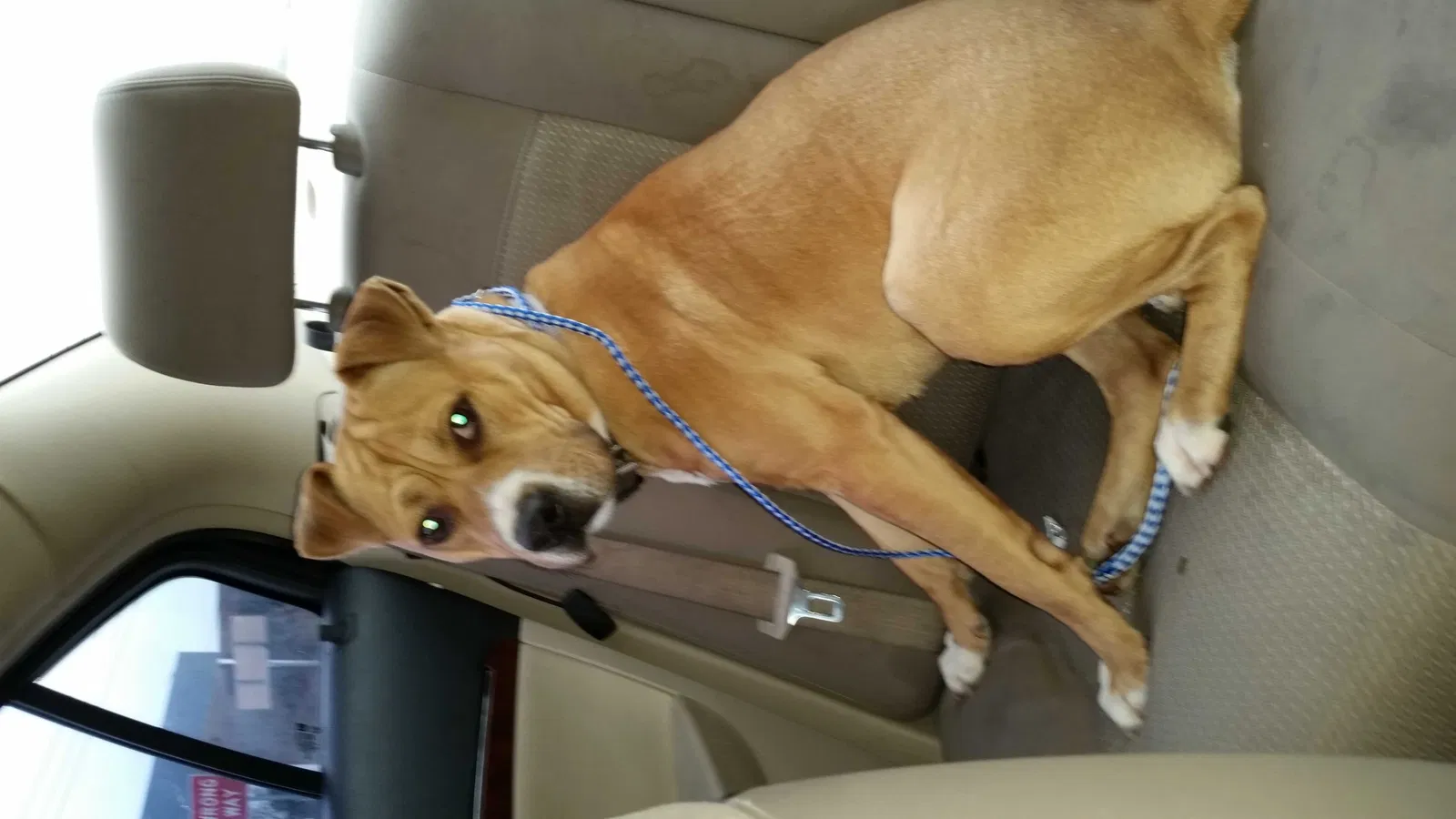 Lost dog in Addison, TX, 75001
