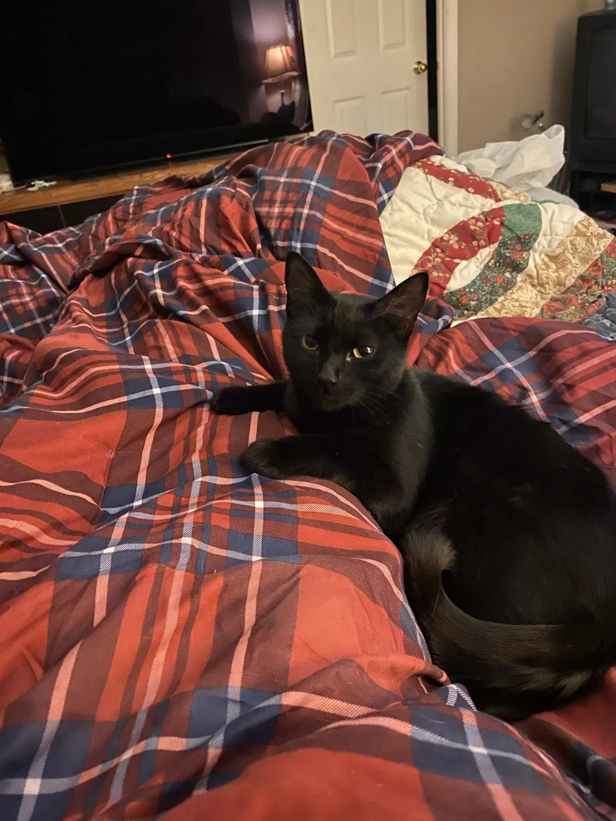 Lost cat in Alpharetta, GA, 30022