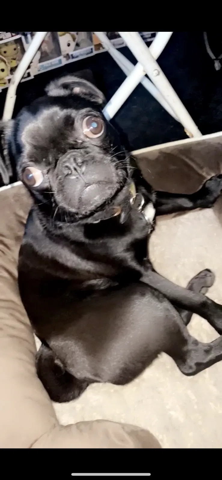 Lost dog in South Gate, CA, 90280