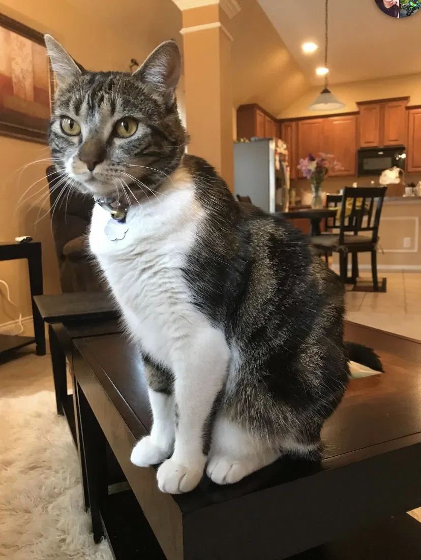Lost cat in Mckinney, TX, 75071