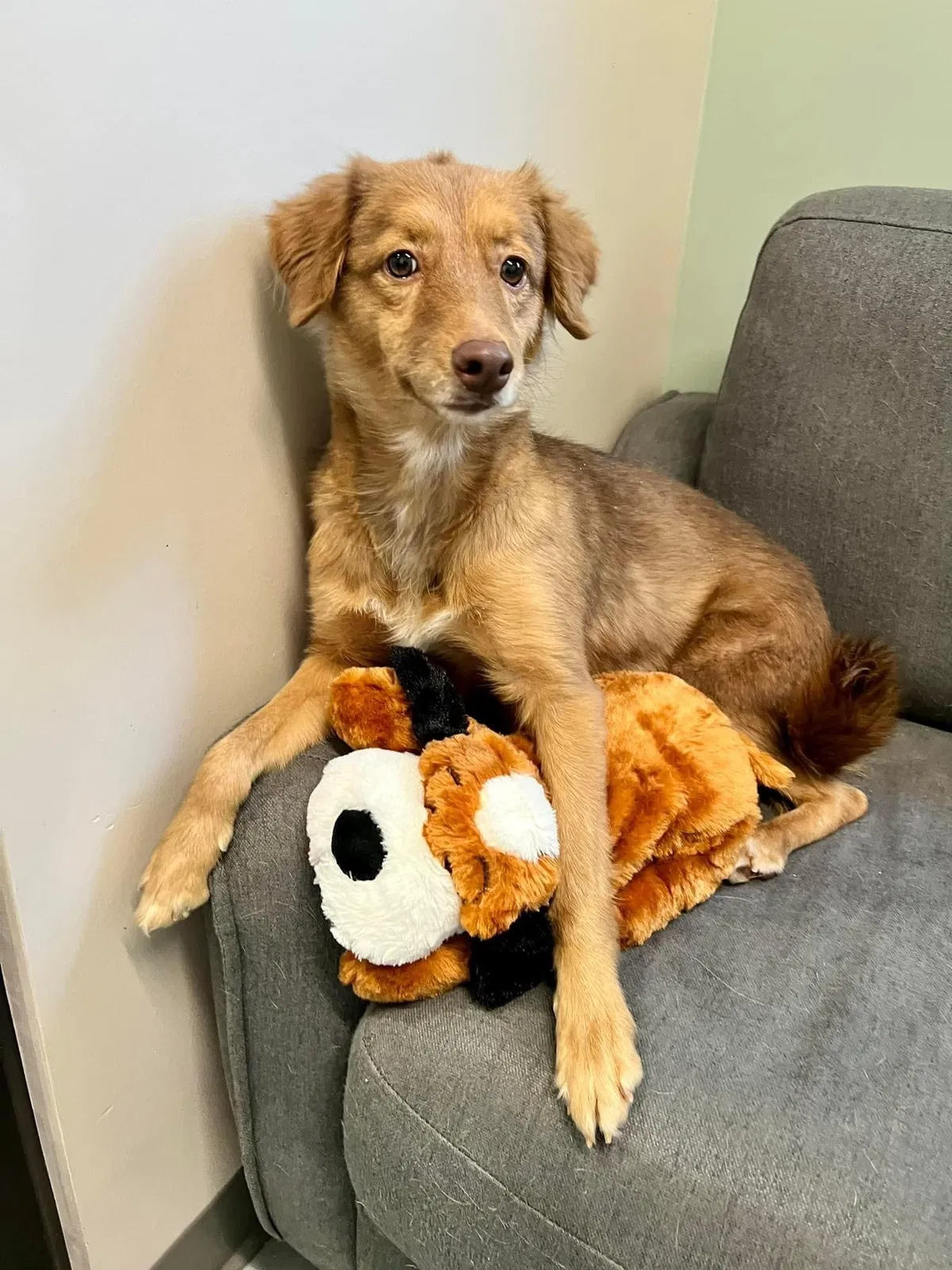 Lost dog in El Paso, TX, 79904