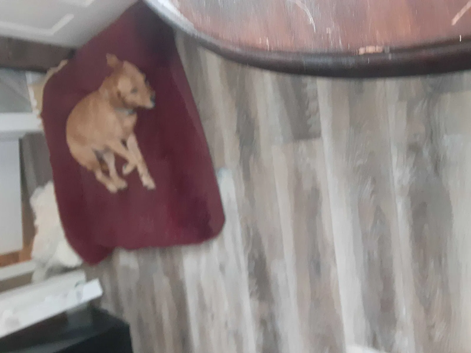 Lost dog in Rising Fawn, GA, 30738