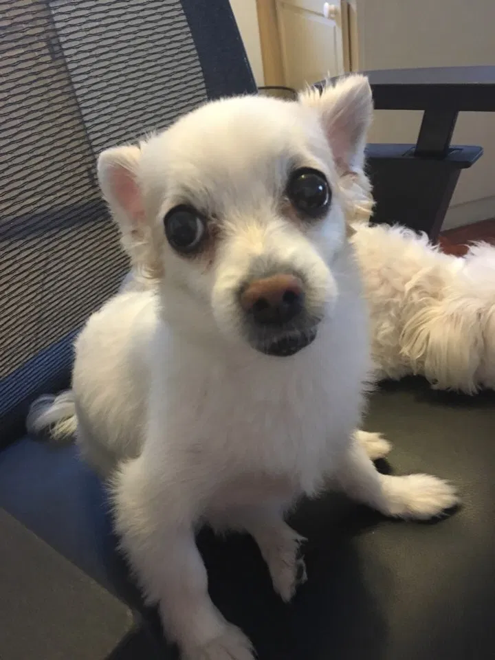 Lost dog in Las Vegas, NV, 89103