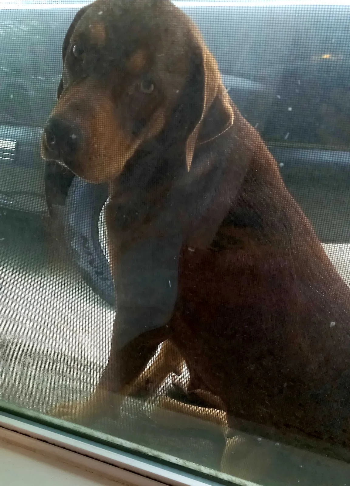 Lost dog in Brownsville, TX, 78521