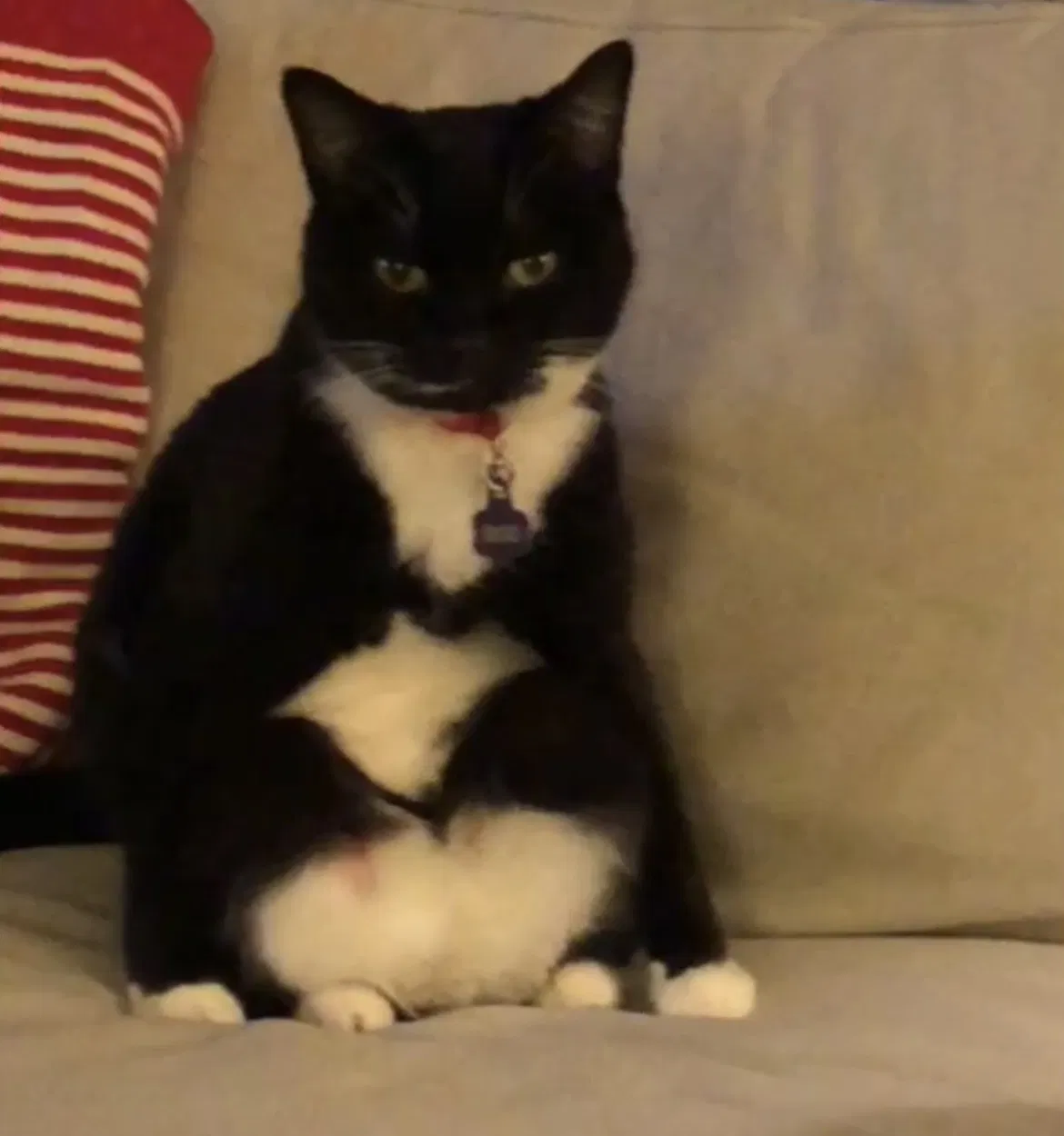 Lost cat in Henrico, VA, 23229