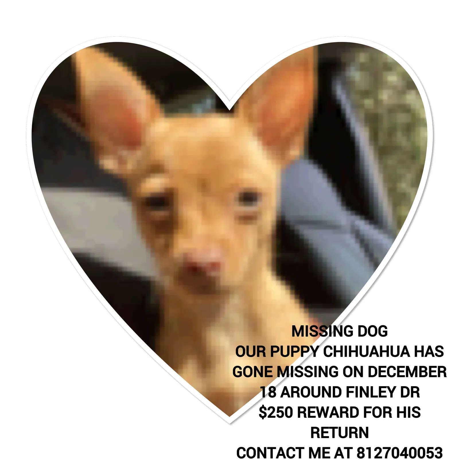Lost dog in Lenoir City, TN, 37771