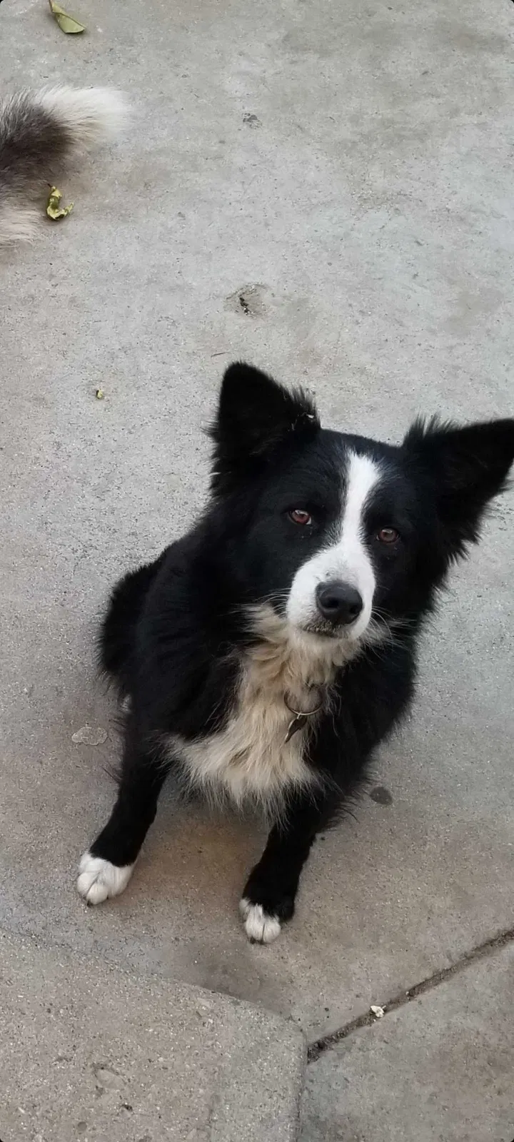 Lost dog in Oxnard, CA, 93030
