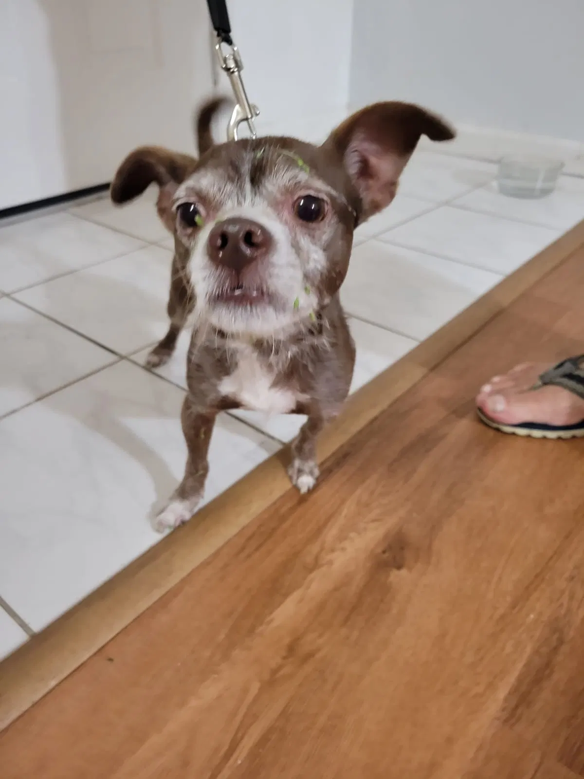 Found dog in Kissimmee, FL, 34758