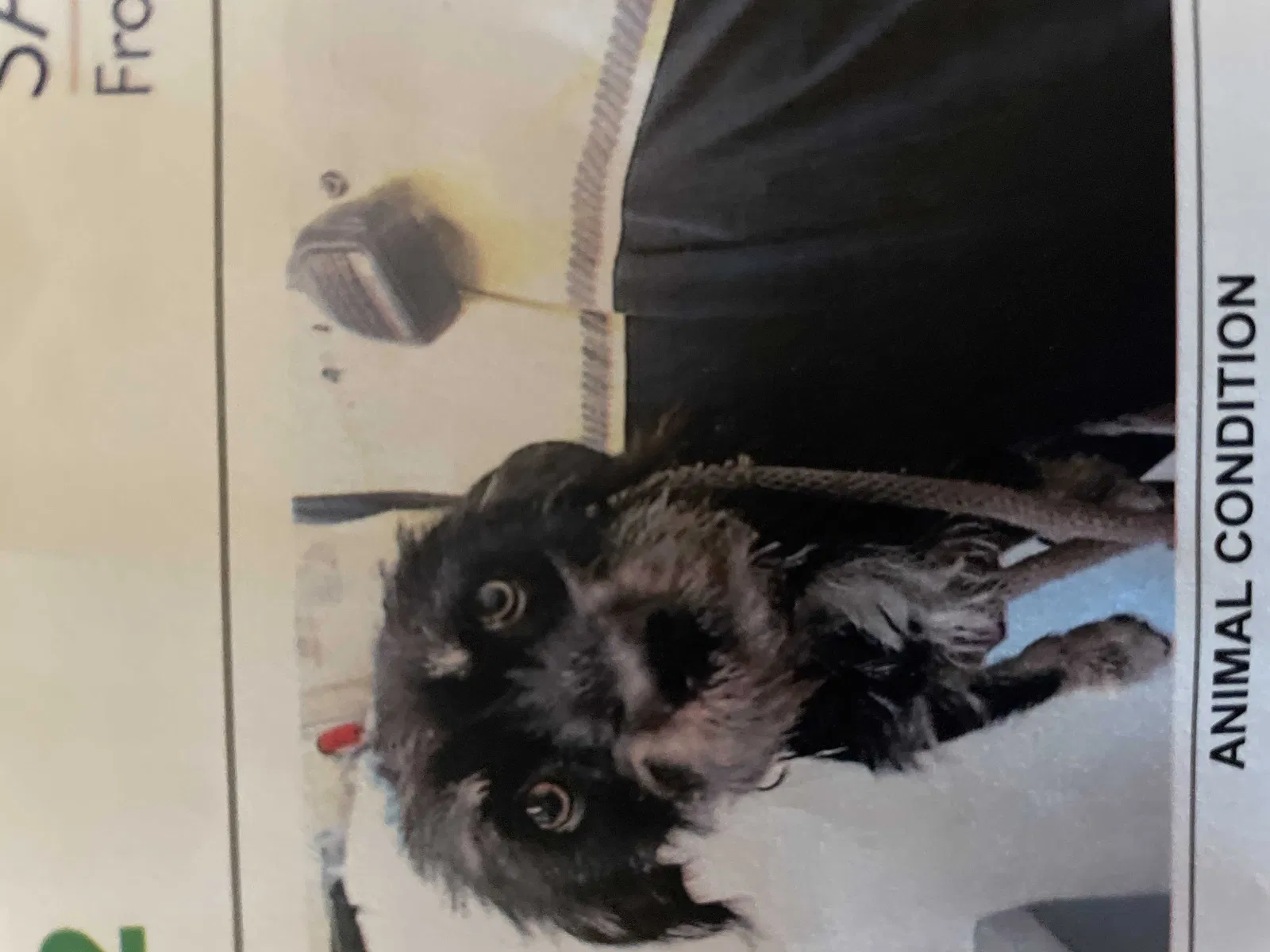Lost dog in Sacramento, CA, 95825