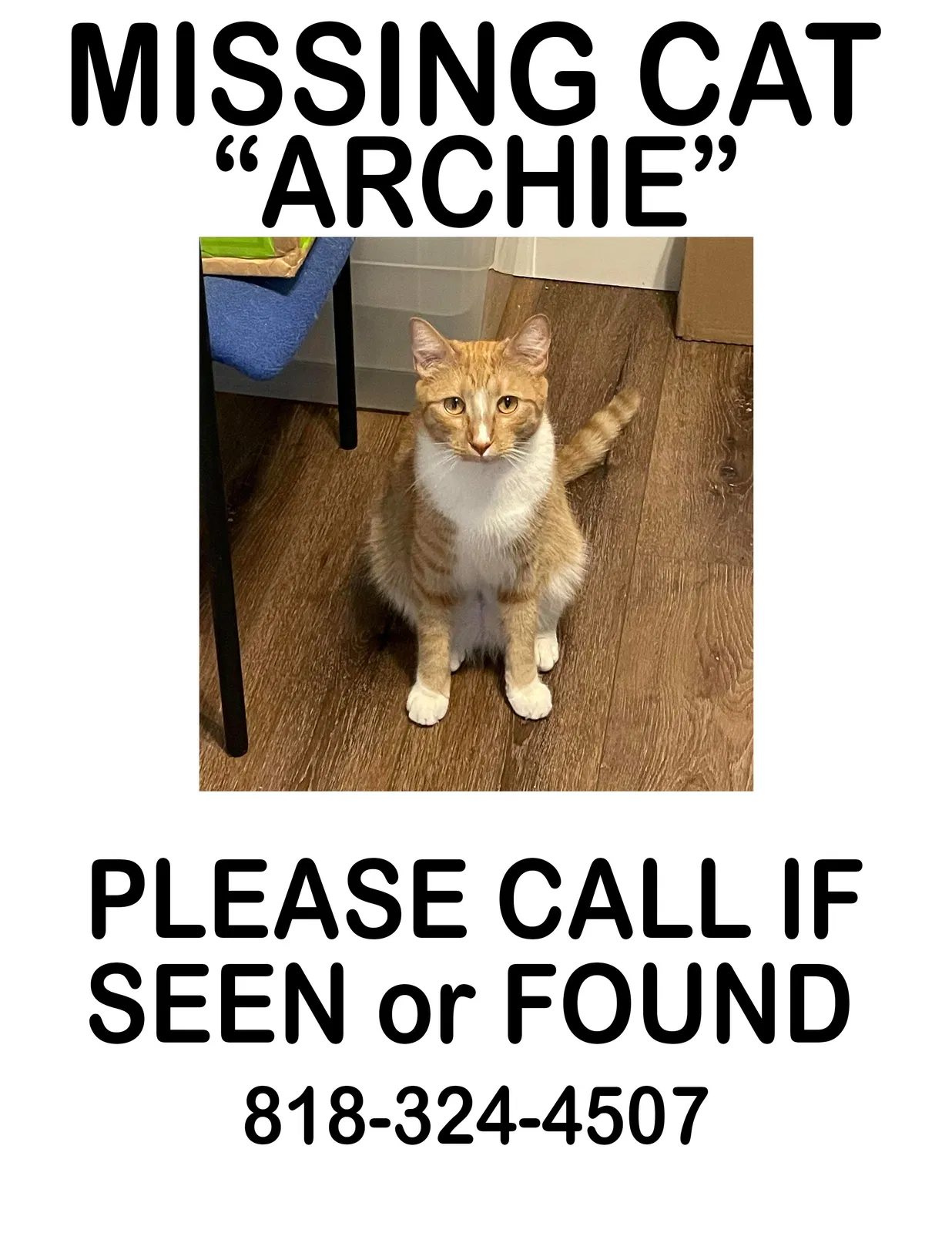Lost cat in Los Angeles, CA, 90038