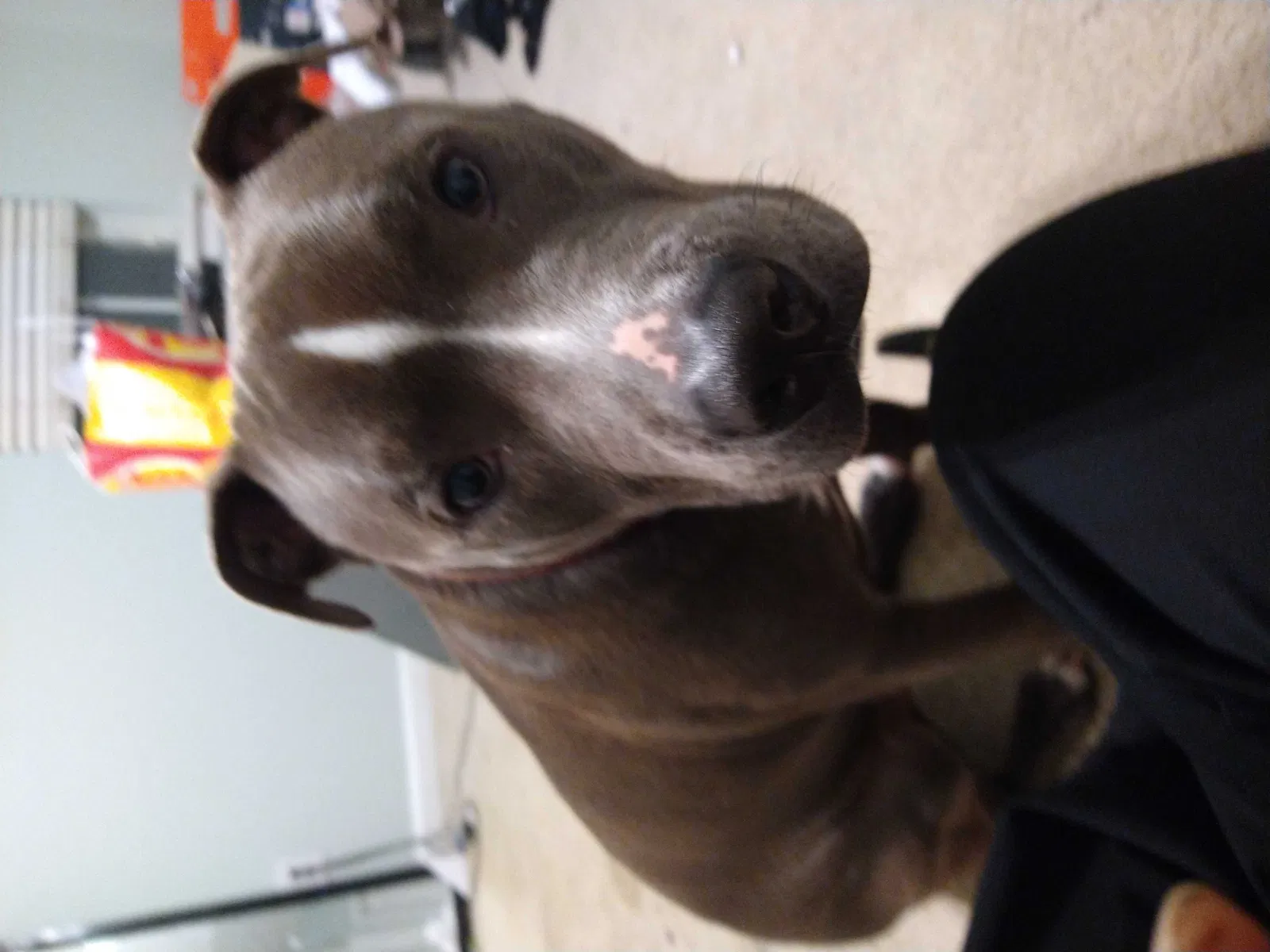 Lost dog in Decatur, GA, 30034