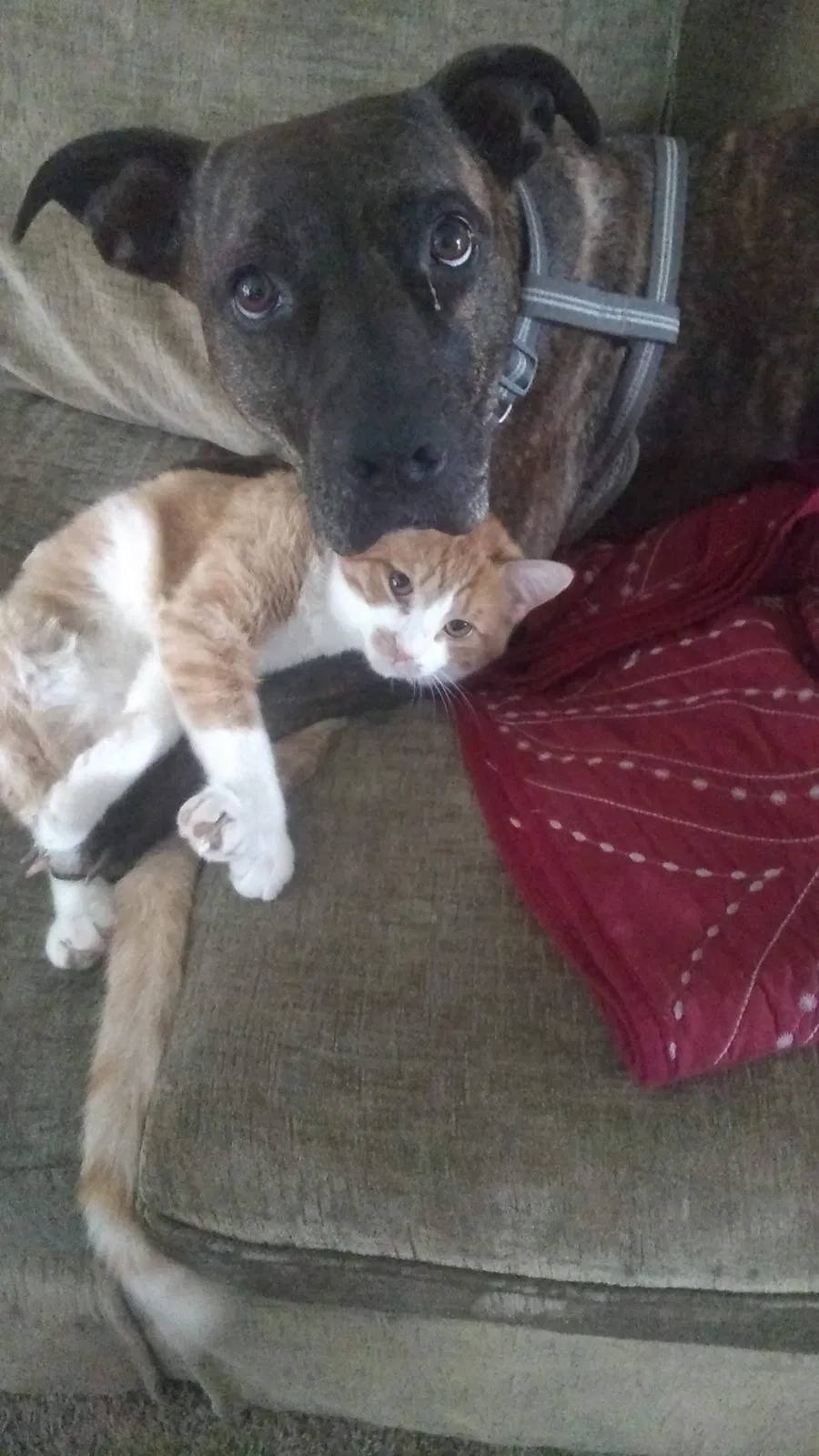 Lost cat in Cheney, WA, 99004