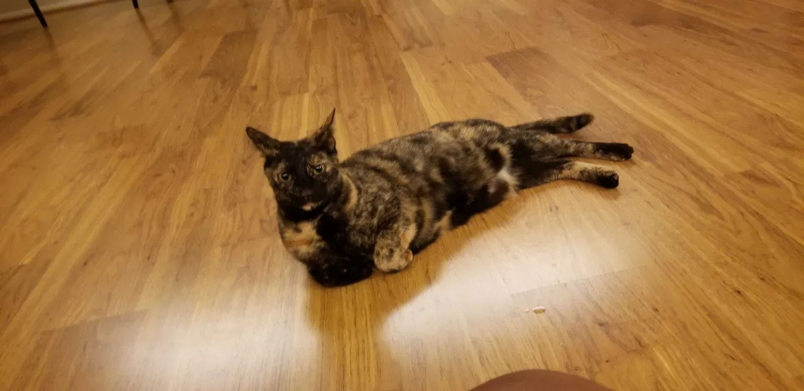 Lost cat in Aiea, HI, 96701