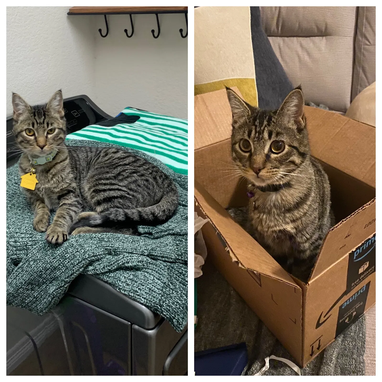 Lost cat in Fort Worth, TX, 76179