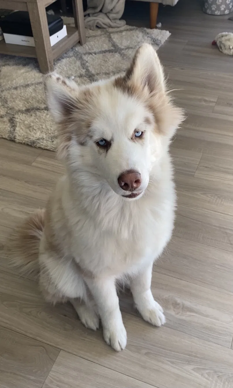 Lost dog in Tucson, AZ, 85704